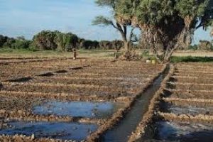 Etudes d’aménagements hydro-agricoles de 495 ha dans les régions du Centre nord, du Sahel et du Nord